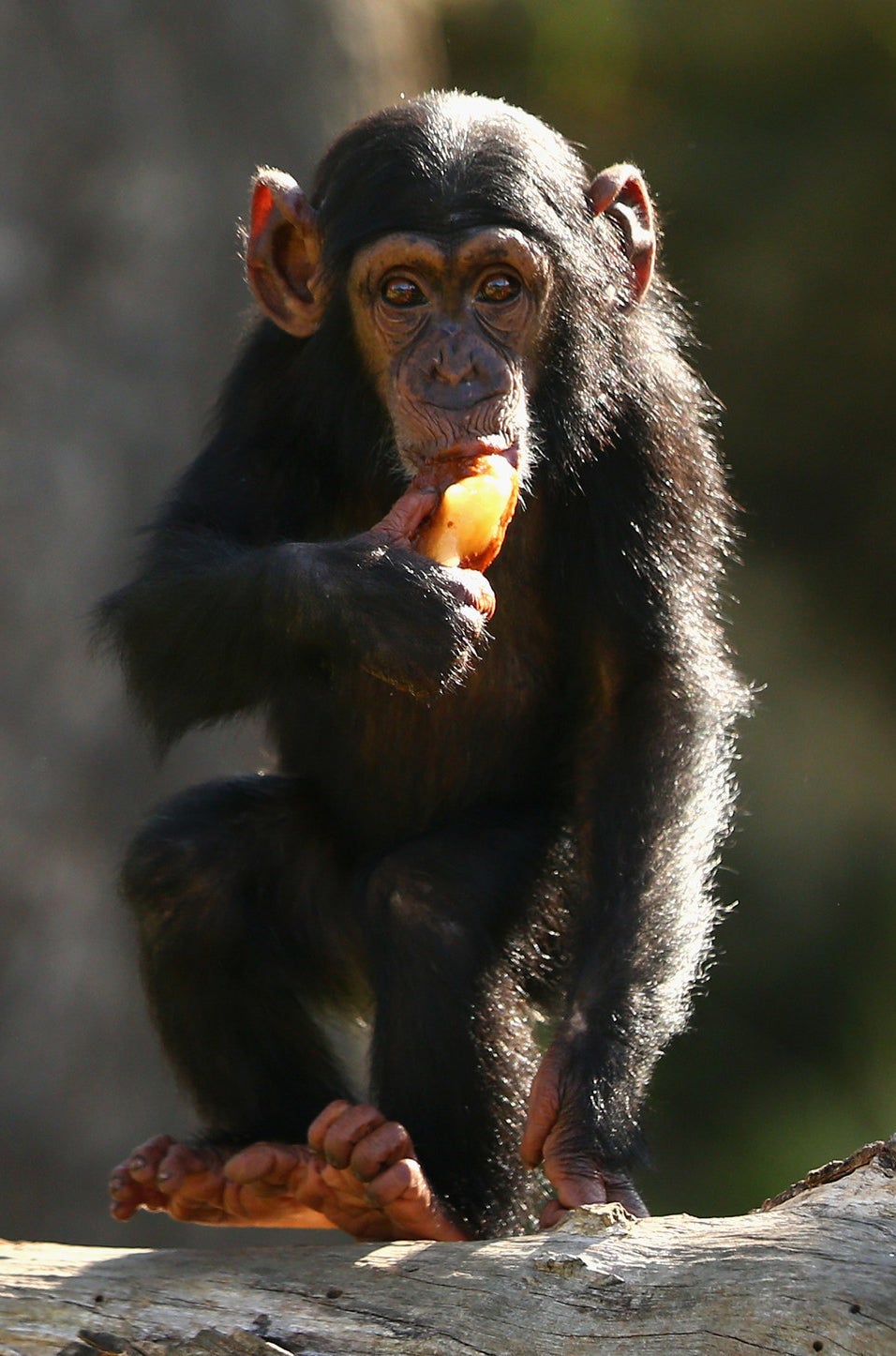 Chimpanzee