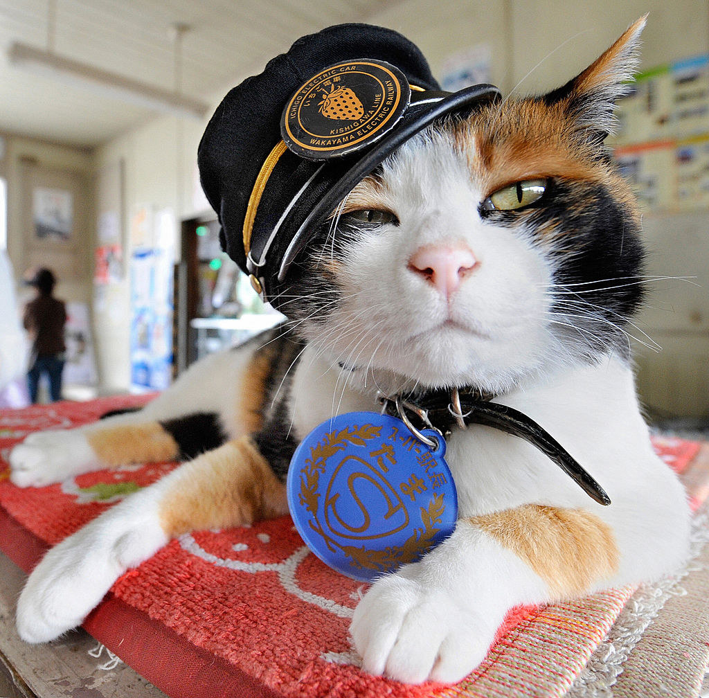和歌山の「これ読めやんやん!」な駅名、どれだけ読めるかな?(画像は和歌山電鐵貴志川線貴志駅の初代たま駅長です。🐱)
