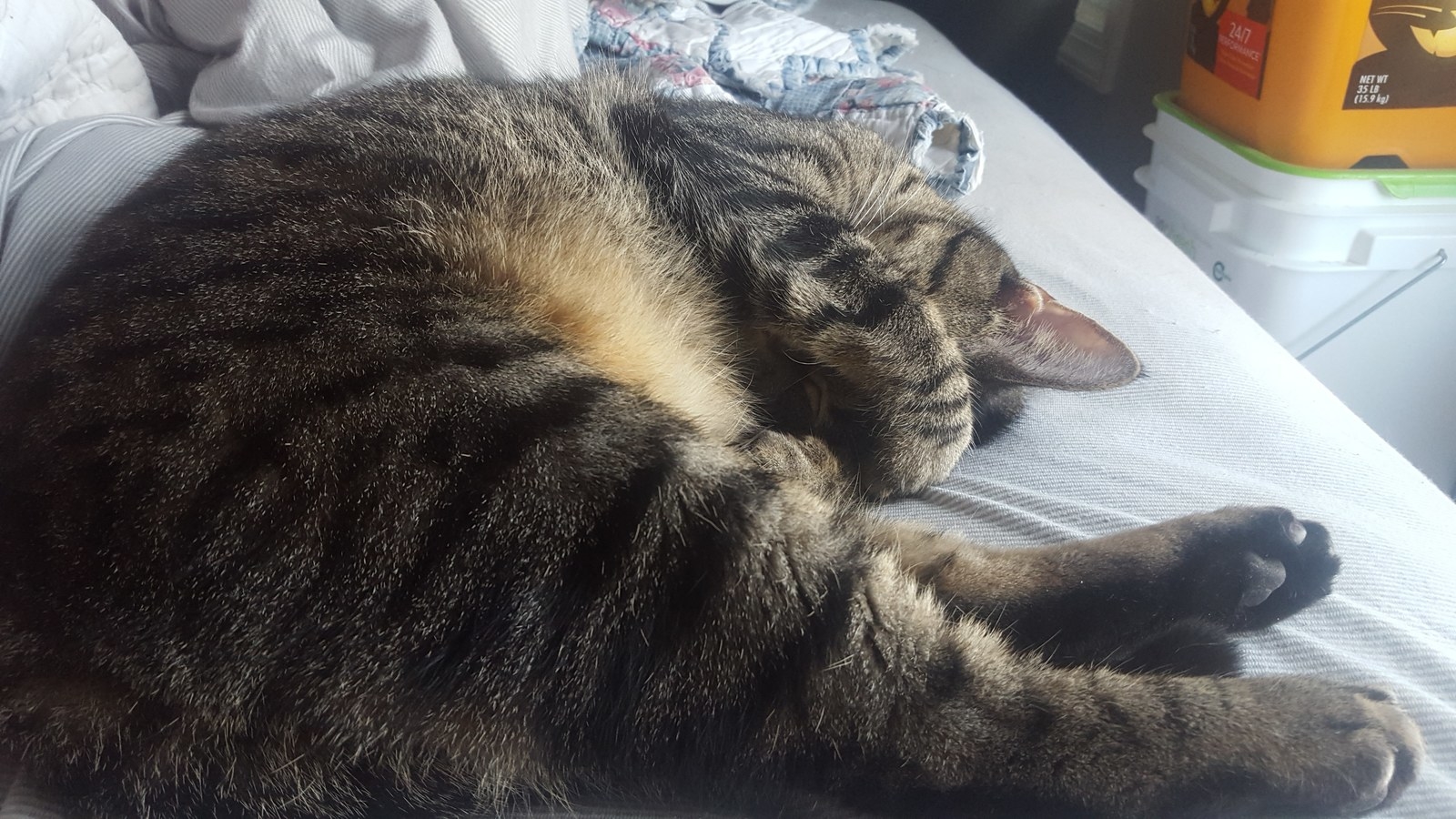 Beth, our littlest and most vicious fur-baby