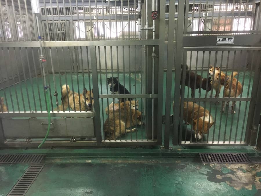 殺される犬や猫をゼロに 東京五輪までに達成するための鍵は見つかっている 殺される犬や猫をゼロに 東京五輪までに達成するための鍵は見つかっている