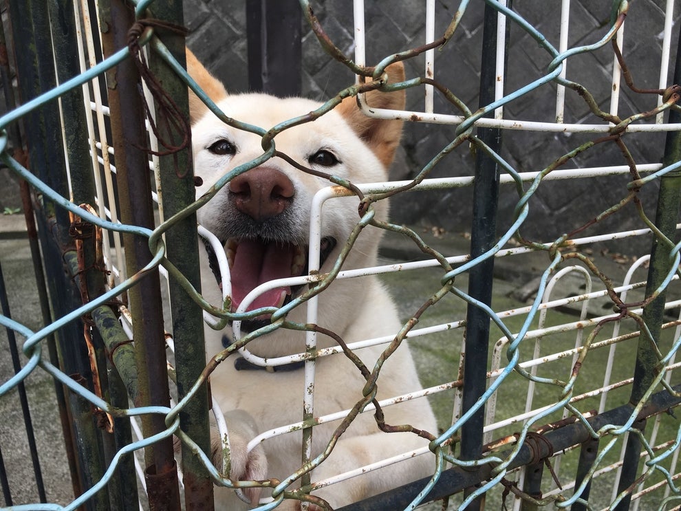 殺される犬や猫をゼロに 東京五輪までに達成するための鍵は見つかっている