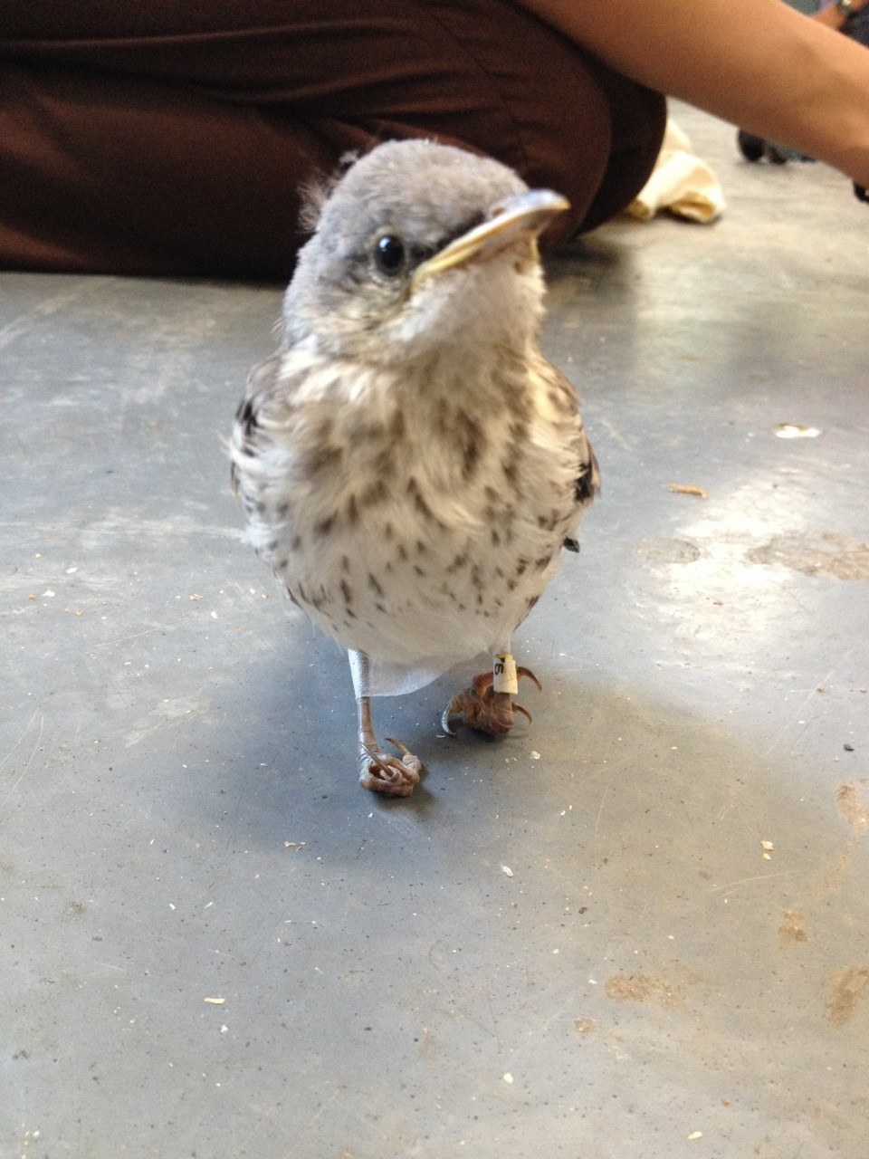 Little deals bird sandals