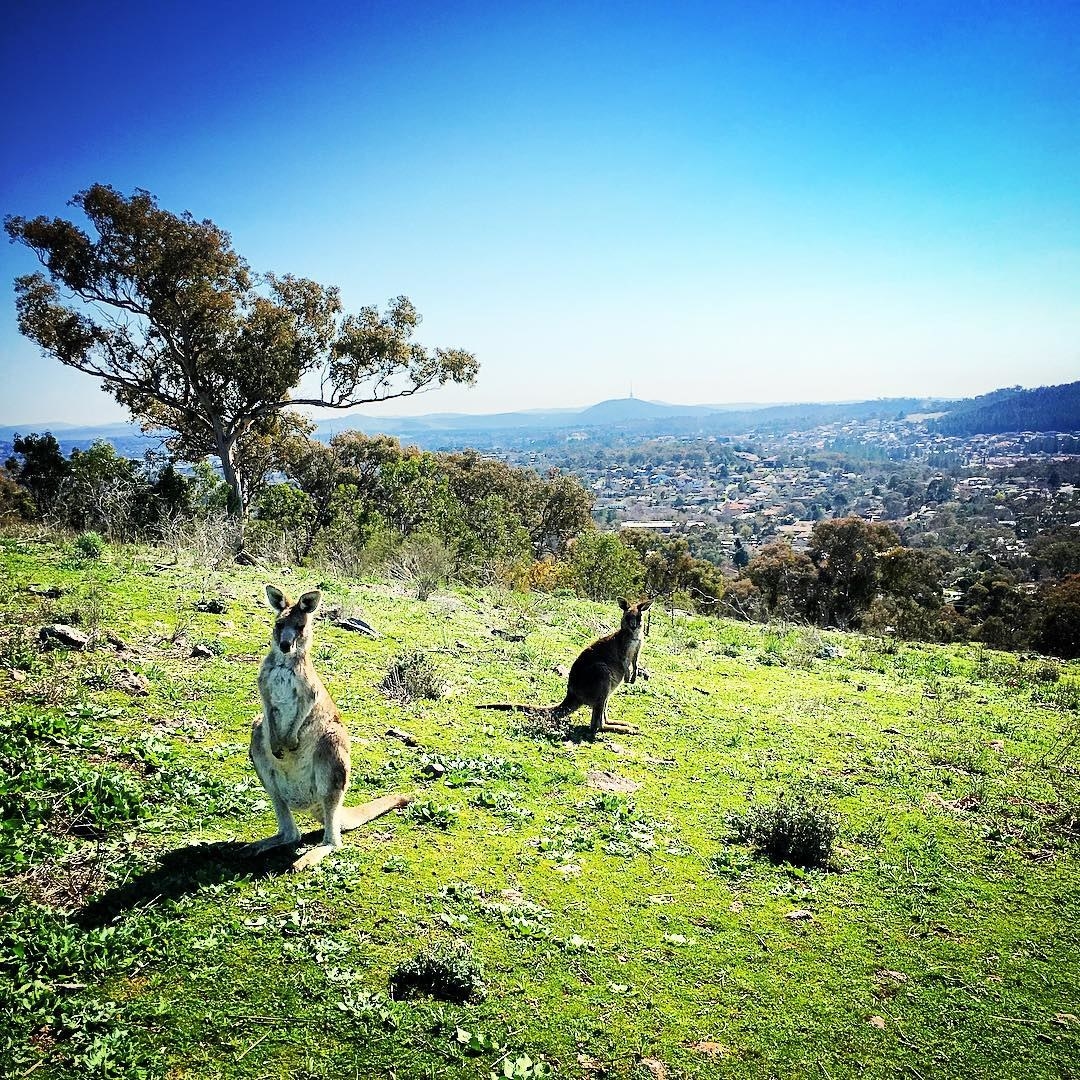 Bushwalking is just how you get around town! And if there's anywhere that you could actually live the 'Strayan stereotype and ride a kangaroo to work – it's probably Canberra.