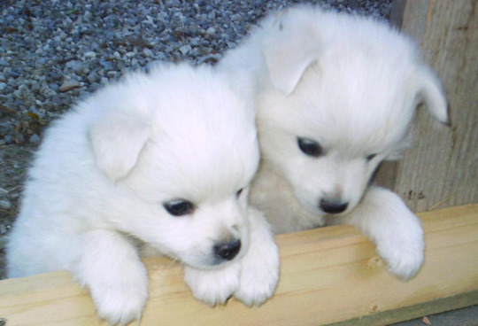 These pups are having a pensive moment.