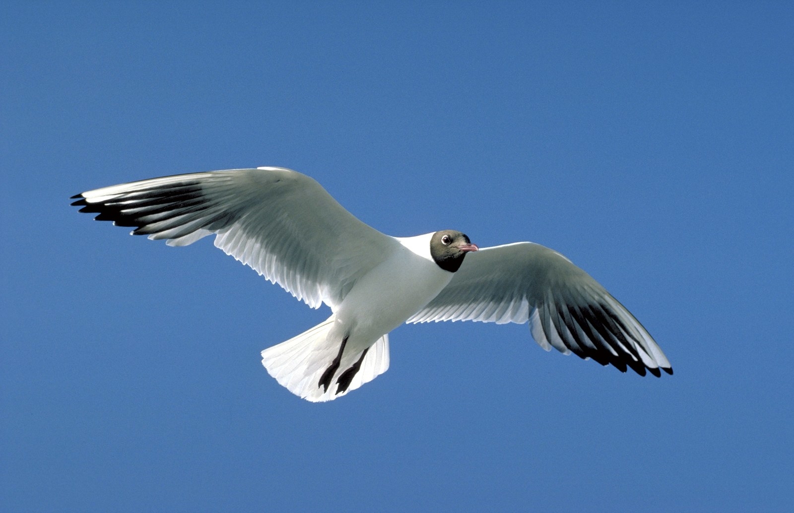 A Black-headed Gull surveys the town below