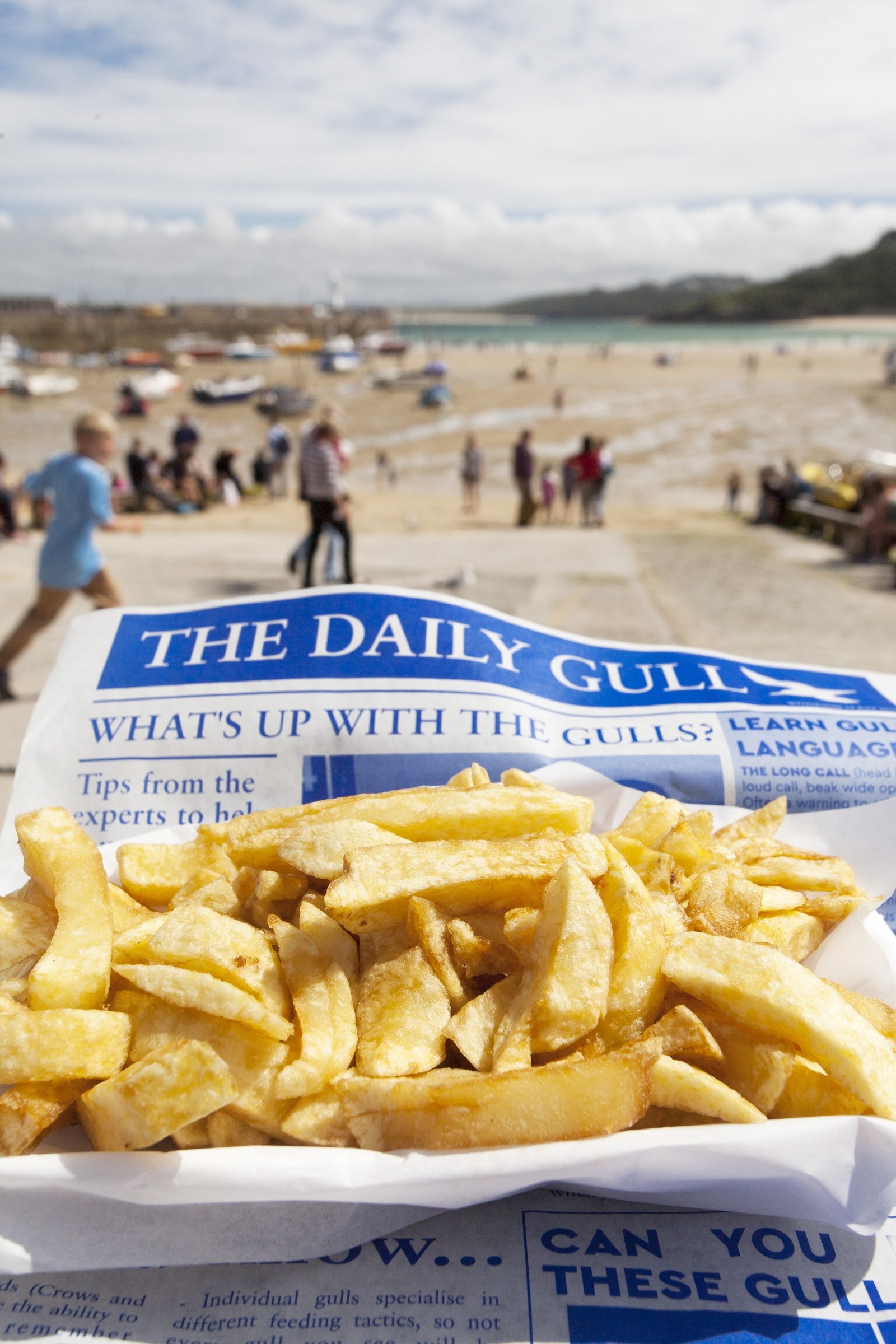 The Daily Gull in action
