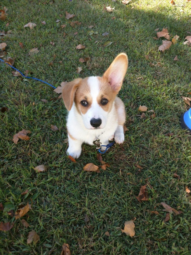 This teensy corgi who swears they can hear you just fine with only one ear.