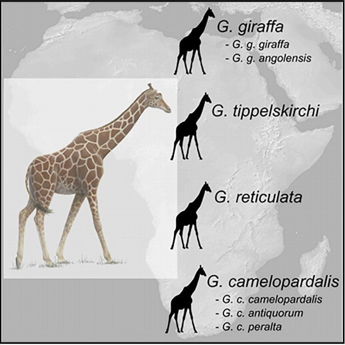 The four new giraffe species, and their subspecies.