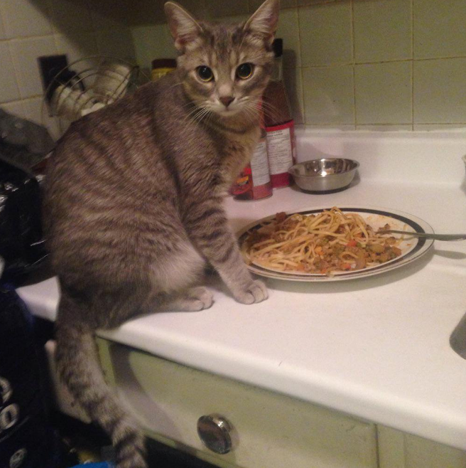 Cat Eating Spaghetti With Fork