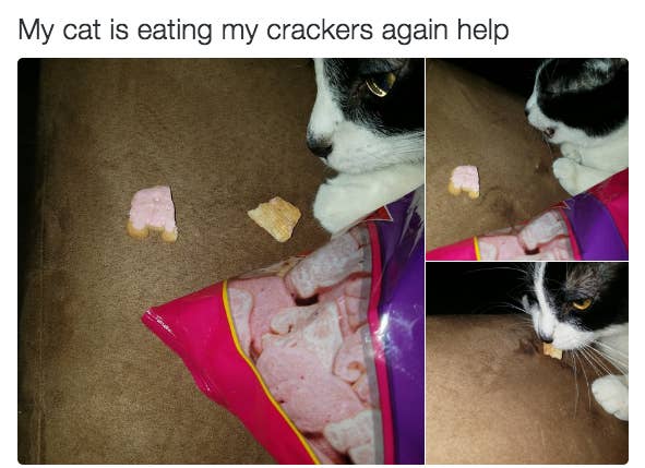23 Of The Most Random Af Things People Caught Their Cats Eating