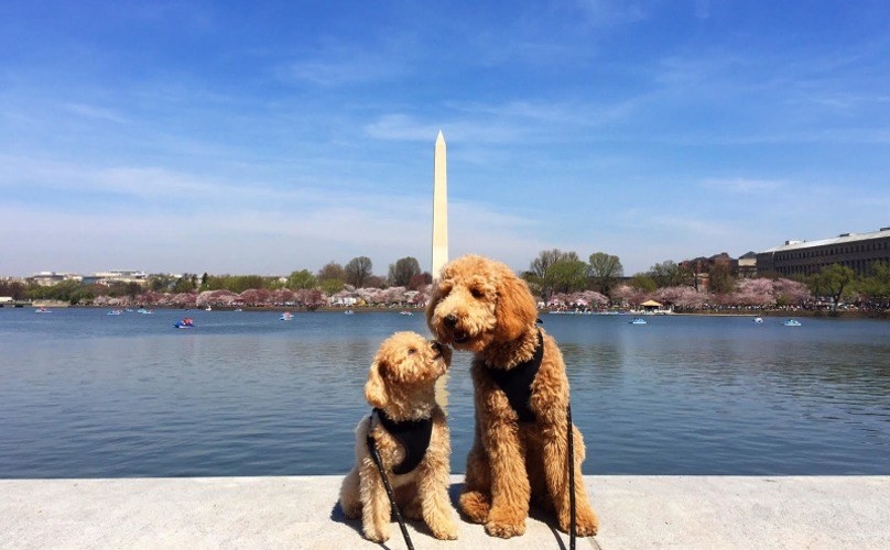 Washington, D.C. is full of dogs. They've got fluffy ones, fat ones, tiny ones, all kinds! Our house is approximately 2 minutes from Stanton Park which is dog central of Capitol Hill, and the best part is that most of the owners will let you pet them for at least a solid 2 minutes.