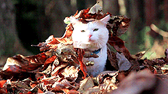 You prefer a different season