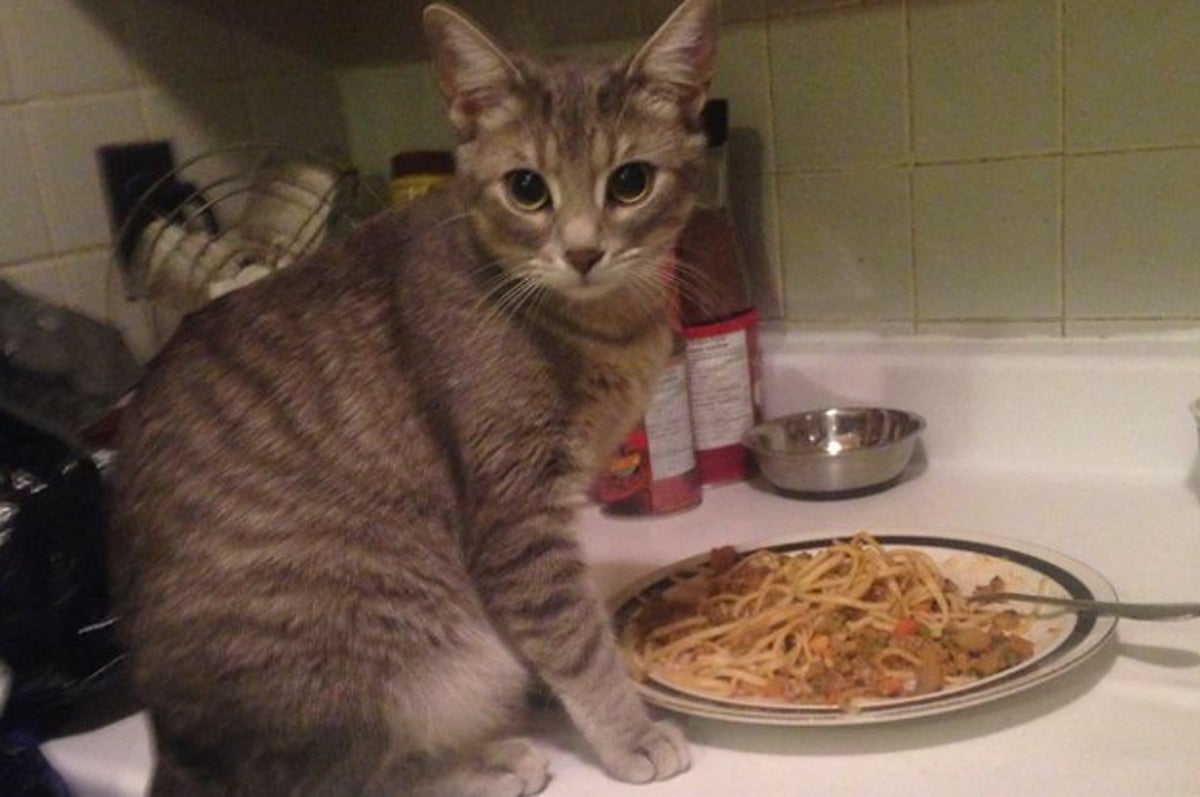 23 Of The Most Random Af Things People Caught Their Cats Eating