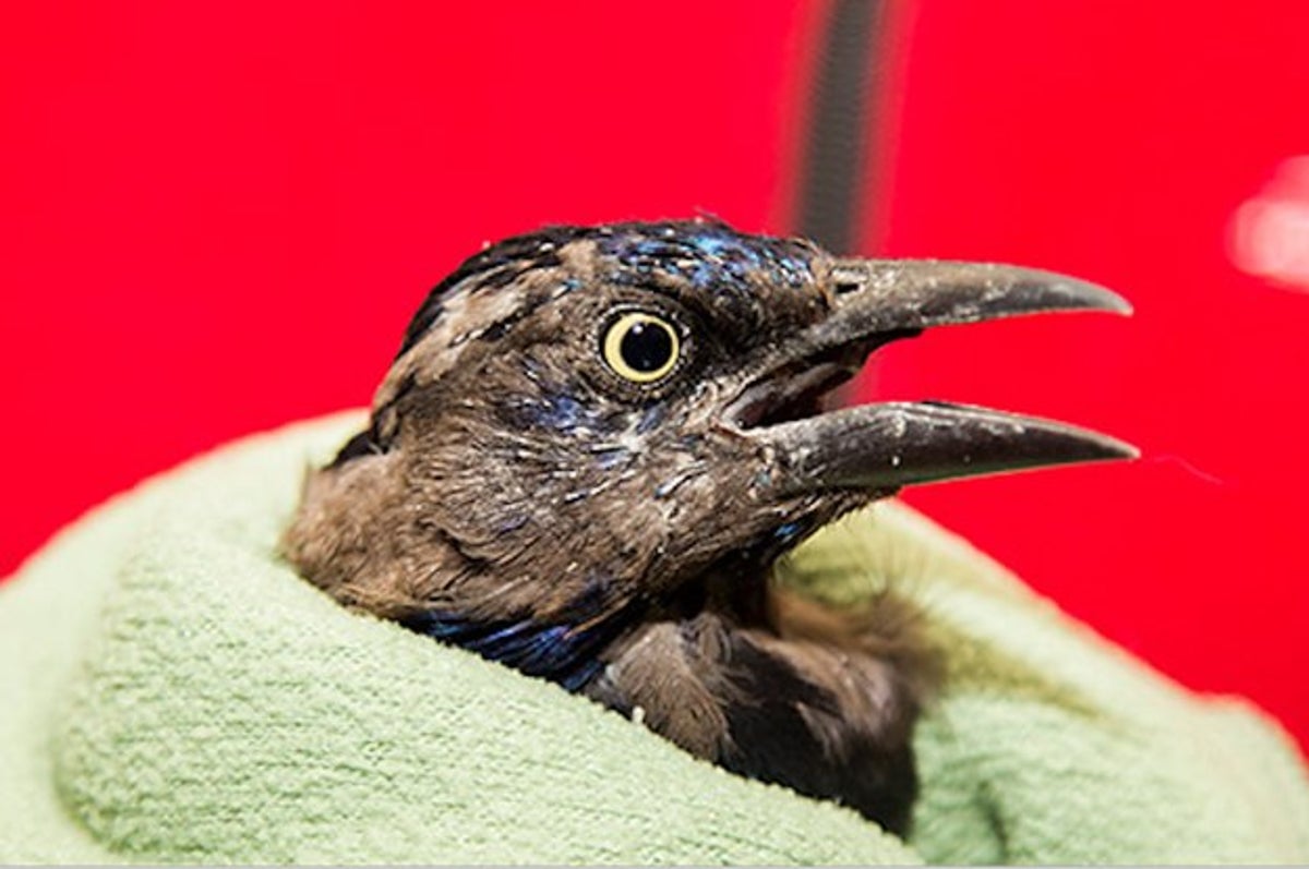 Dozens Of Birds Fell From The Sky In Boston And Officials Don't Know Why