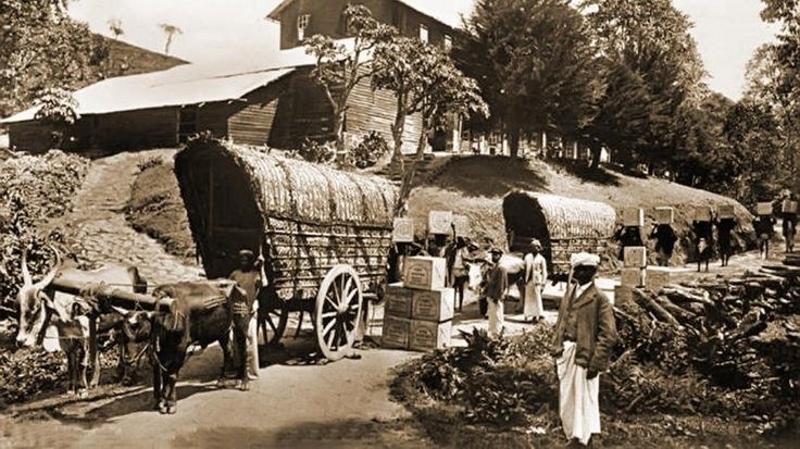 Following the British invasion (the original tea addicts) of Sri Lanka, most landscapes in Kandy and Nuwara Eliya were converted to tea estates, so that they could drink tea whenever they wanted to. From then on, Sri Lanka’s tea industry grew rapidly and has since become one of the largest tea exporters in the world.