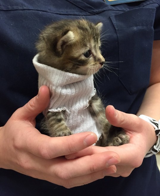 kitten in sock sweater