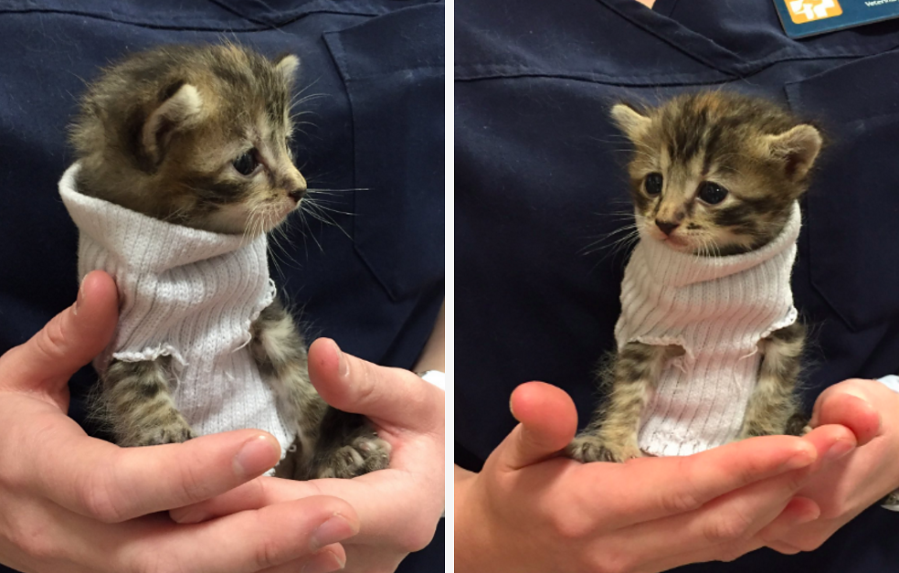 People Are Obsessed With This Rescued Kitten Who Got A Sock Sweater