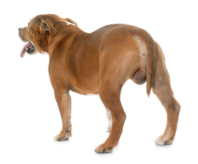 10 Produkte für Haustiere, die ein bisschen ihre Rolle übertreiben