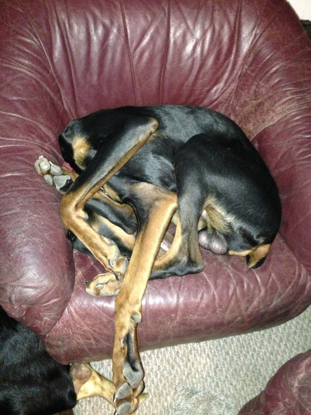 This is not a dog. This is a tangle of coat hangers someone left on the couch.