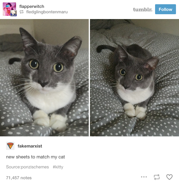 19 Tumblr Posts That Prove Cats Are Actually Perfect