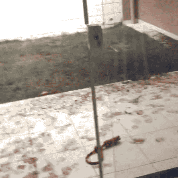 Com certeza ele está abanando o rabo, só não estamos vendo.