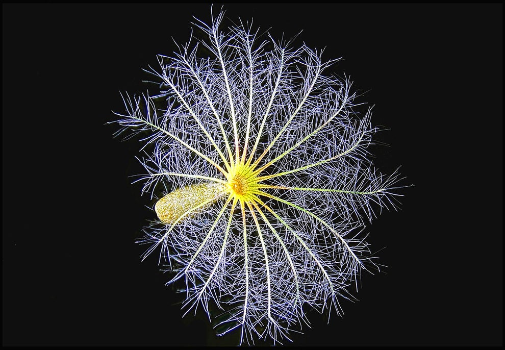 A single delicate seed from a red valerian plant.