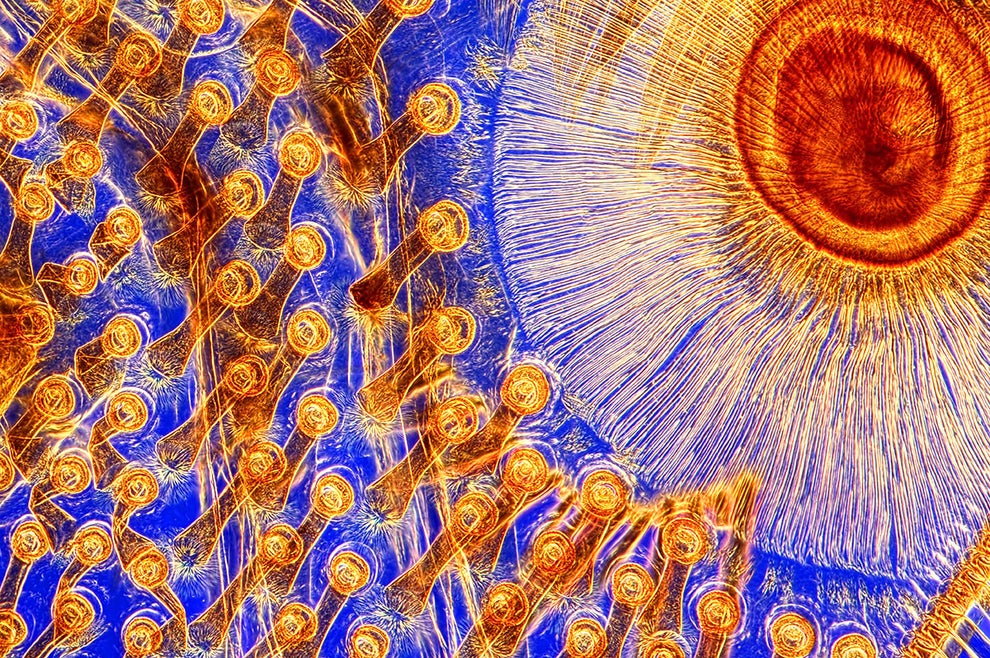 The intricate mosaic found on the legs of a great diving beetle.