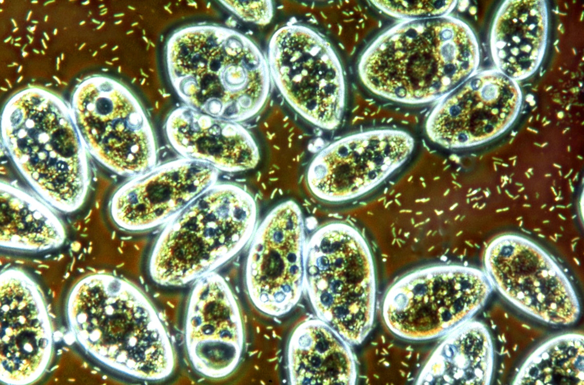 Микромир под микроскопом бактерии