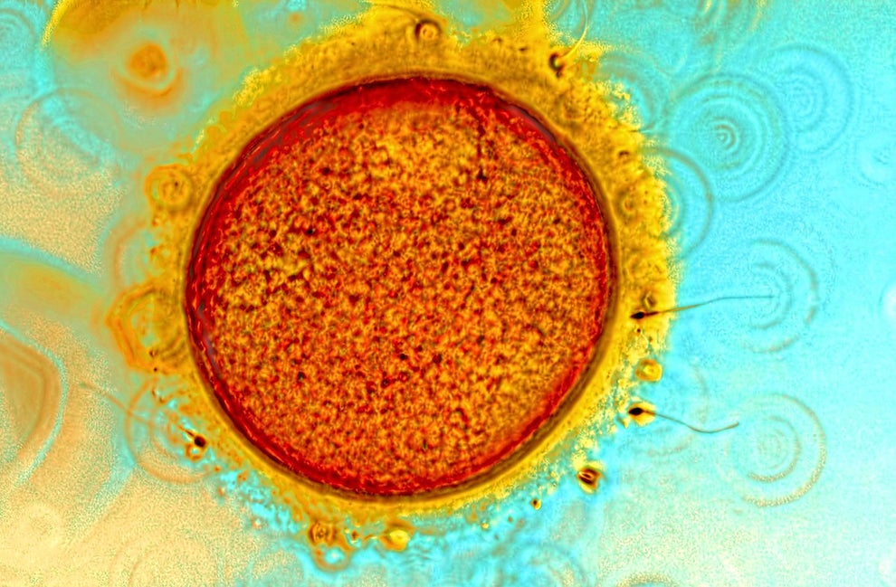 The origins of every person on Earth, caught in a single picture.