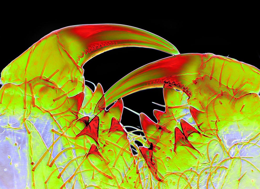 These beautifully terrifying mouth parts of a water spider.