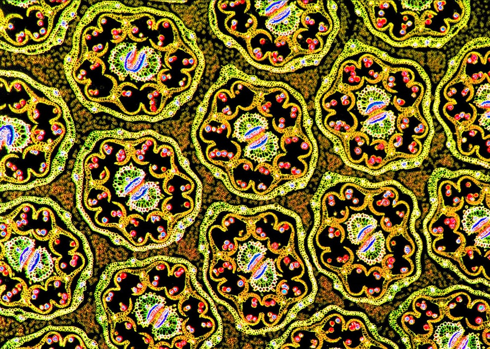 A dandelion, magnified to reveal its beautiful individual florets.