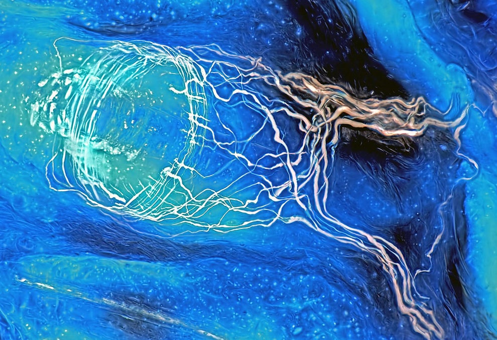 The delicate arrangement of sensory nerve fibers around base of a cat's hair follicle.