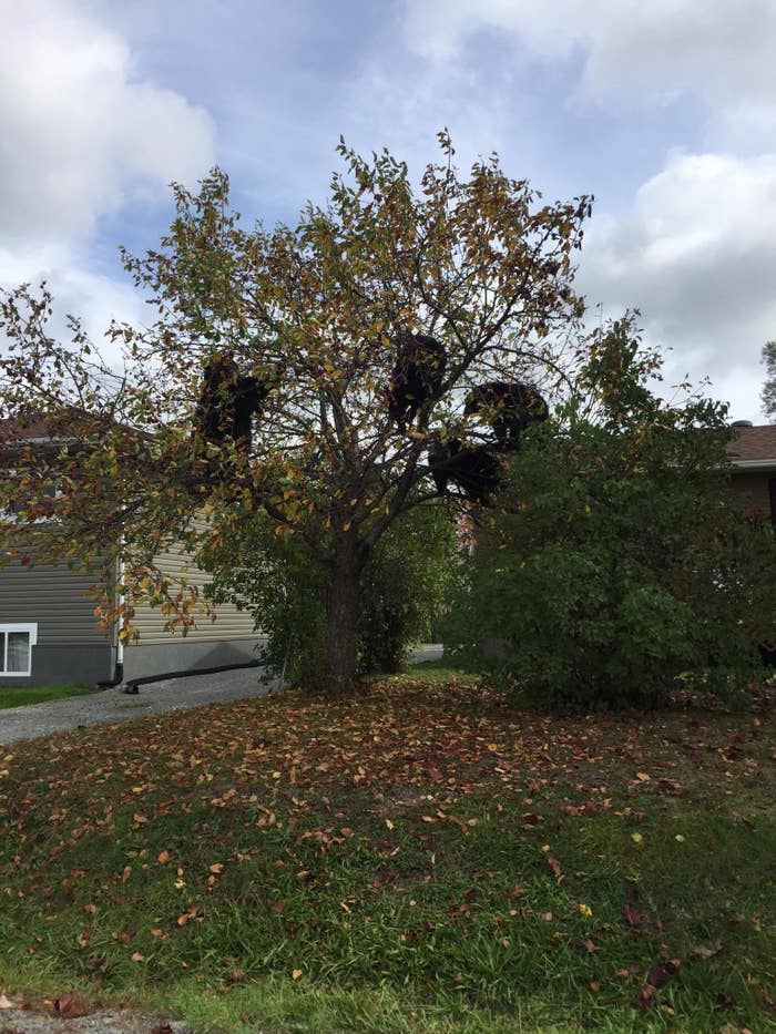 “I live on that street, and there’s a forest on one side so we do have lots of bears,”Megan Sigurdson told BuzzFeed News. But it was still odd to see a mama bear and three cubs all in the same tree at the same time. Sigurdson said the branches would probably break if she had tried to climb up herself, "so I don't know how all four of the bears were in there."