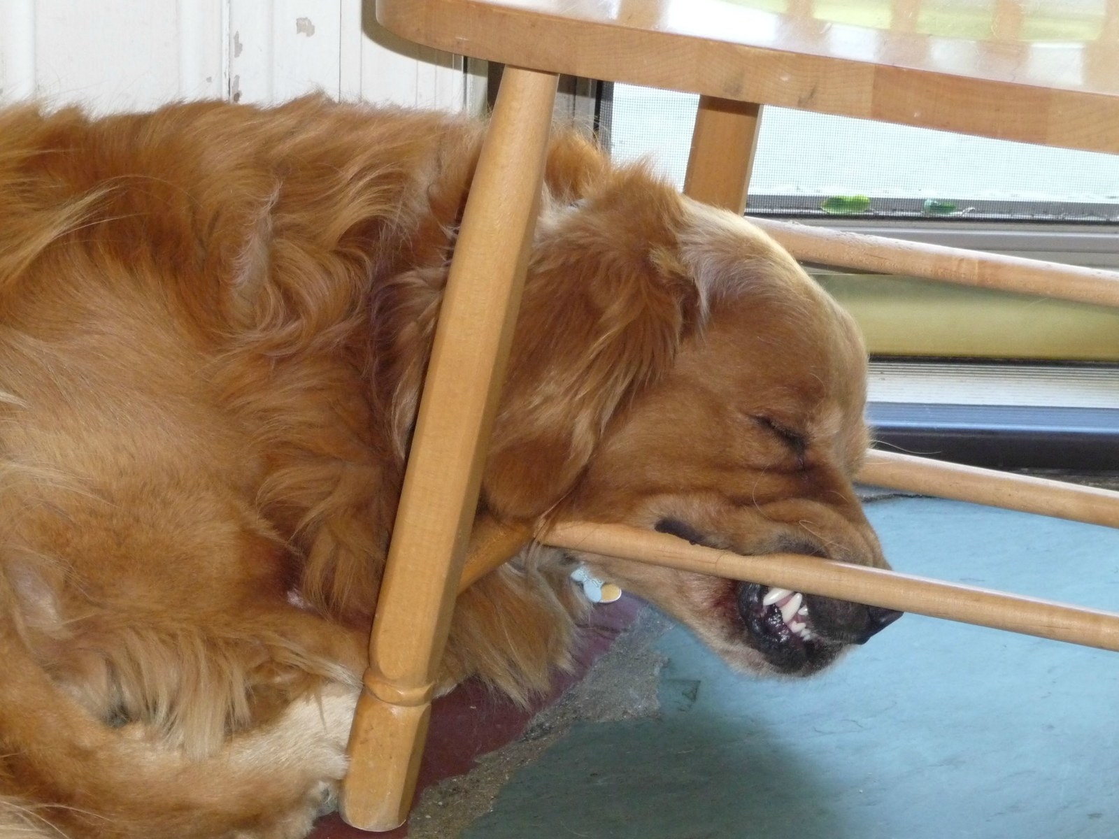 reddit sleeping dogs reddit sleeping dogs
