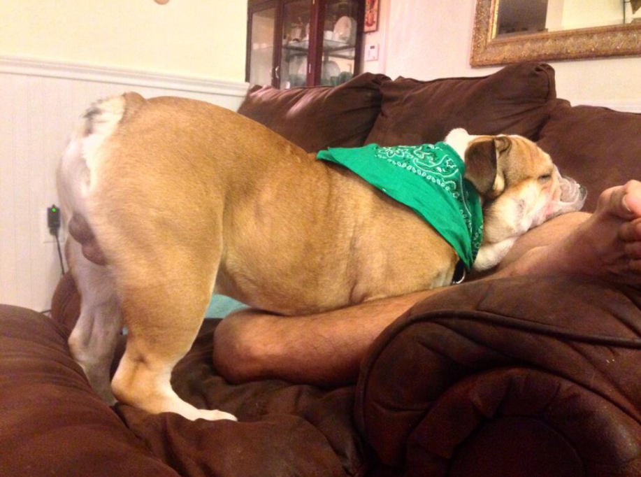 Почему собаки спят в ногах. Животные спят. Спящие собаки.