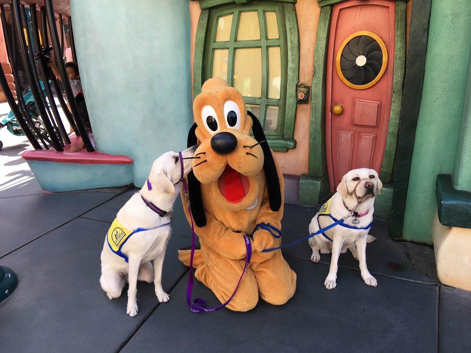 Dogs 2024 at disneyland