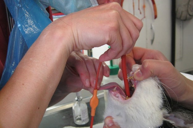 Last US University Stops Using Cats To Practice Inserting Breathing Tubes