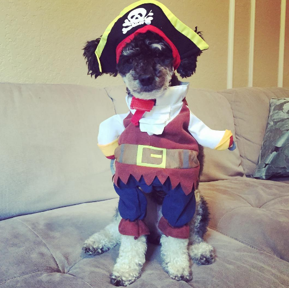 Un pirata listo para su próximo viaje en alta mar.