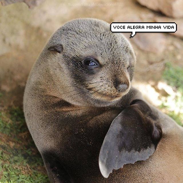 Estas Imagens De Animais Com Frases Fofas Vão Mudar Seu Dia