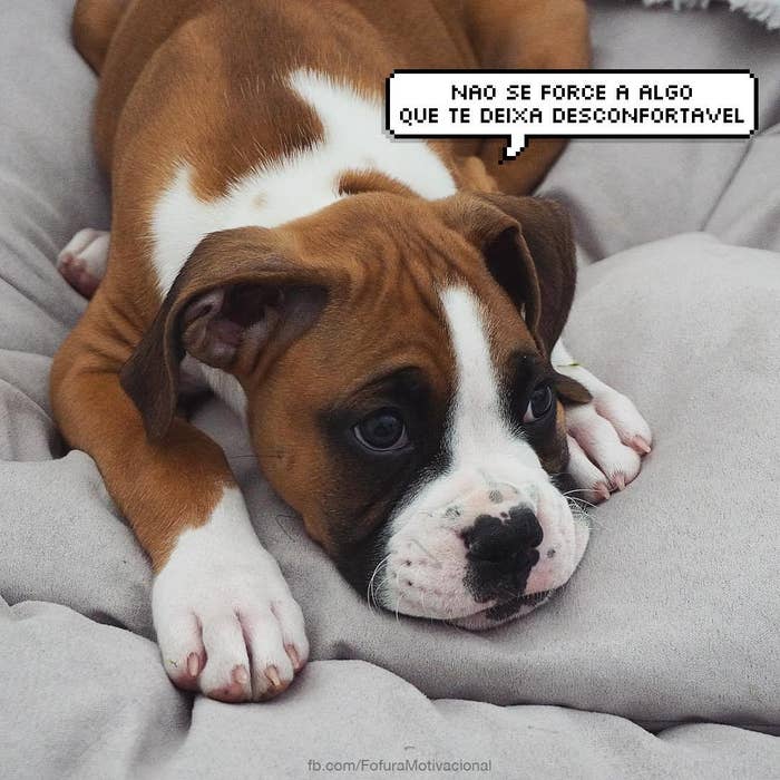 Estas Imagens De Animais Com Frases Fofas Vão Mudar Seu Dia