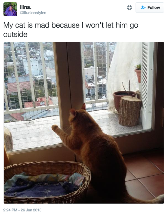 16 Classic Cat Moves That Only A Cat Would Think To Do