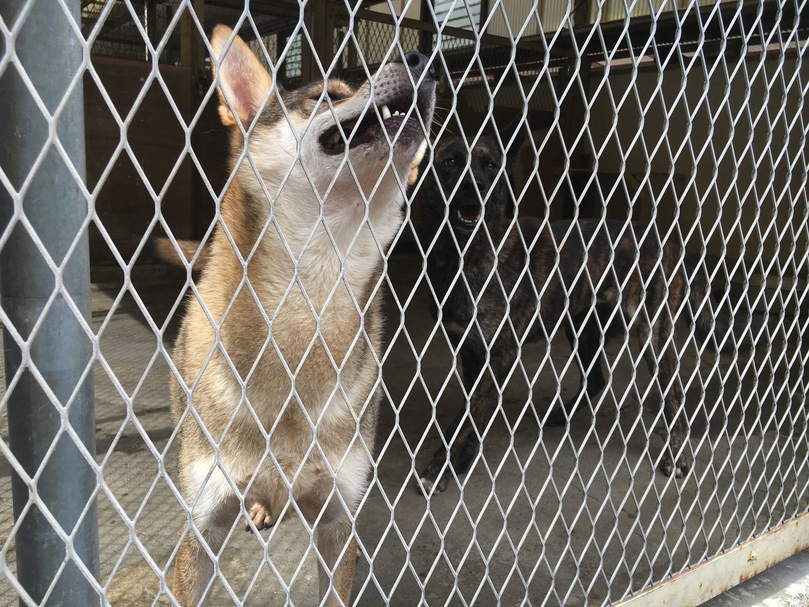 犬と猫に、新たな飼い主は現れるか 殺処分機「ドリームボックス 犬と猫に、新たな飼い主は現れるか 殺処分機「ドリームボックス