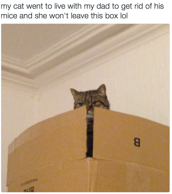16 Classic Cat Moves That Only A Cat Would Think To Do