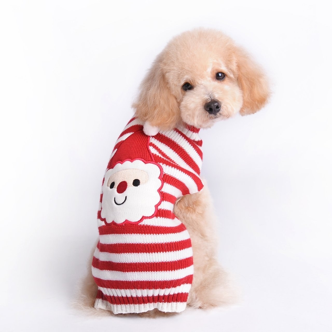 goldendoodle puppy clothes