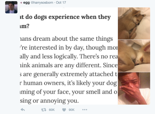 People Are Crying After An Expert Said Dogs Are Likely Dreaming ...