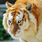 tigrluvr162's avatar