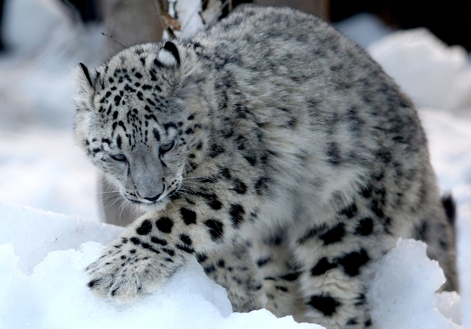 Hundreds of snow leopards being killed every year, report warns