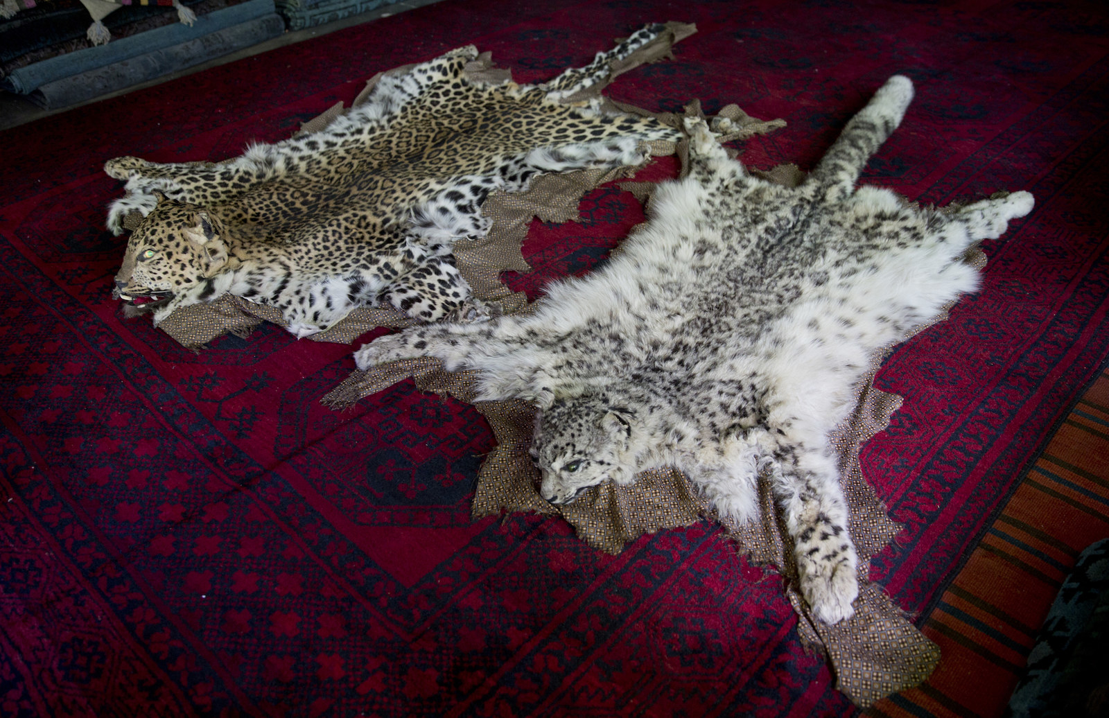 Hundreds of snow leopards being killed every year, report warns, Wildlife