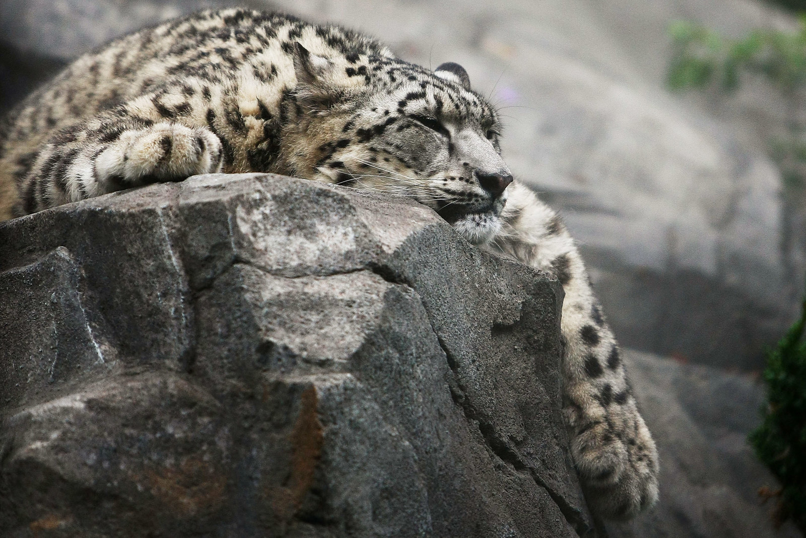 Hundreds of snow leopards being killed every year, report warns