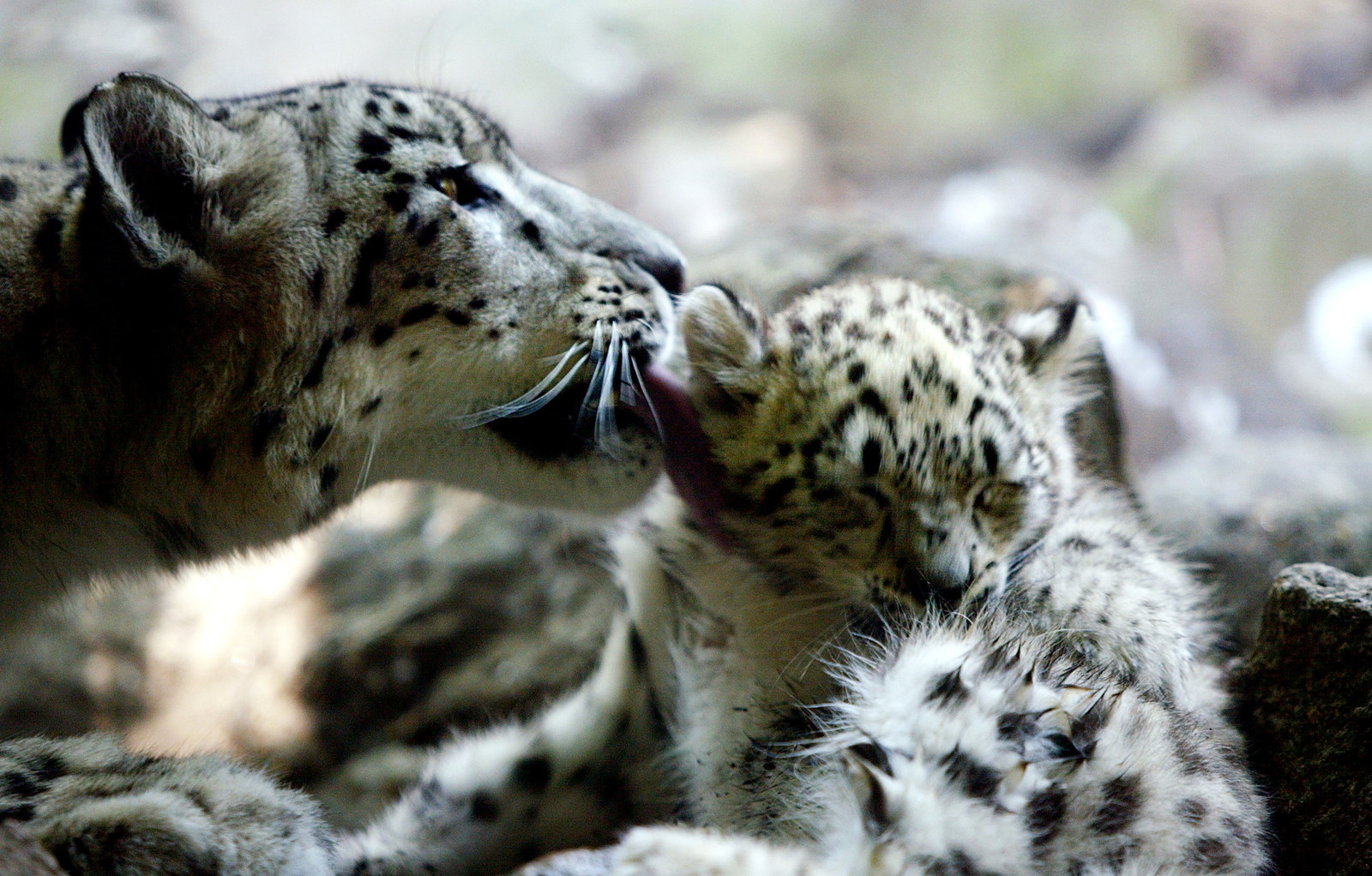 Hundreds Of Snow Leopards Are Being Killed Every Year